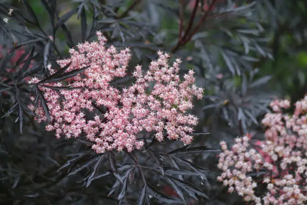 Stock photo of pink flowers on black elder tree / ornamental elderberry / elderflower in spring, Sambucus nigra f. porphyrophylla 'Gerda', cultivated deciduous elderflower tree shrub dissected red purple leaves like Japanese maple, making berries cordial drink