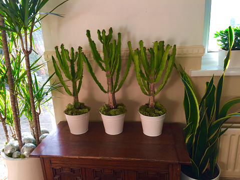 Stock photo of lollipop style cactus plastic grafted on green stem for chlorophyll photosynthesis, ruby ball cacti being sold at garden centre