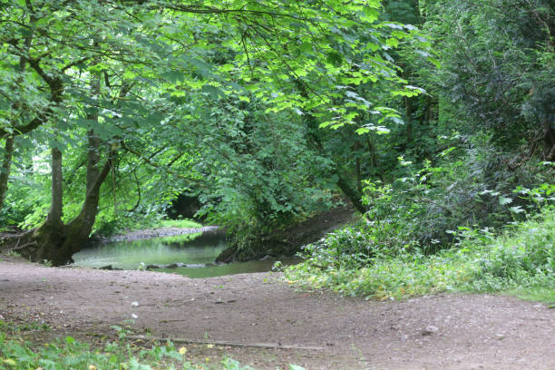 Stock photo of English countryside scene in spring woodland walk pathway by gentle river stream flowing over rocks, water splashing beneath sycamore trees, branches and wild flowers, stinging nettles rich in wildlife, wild birds nesting, Southwest England, UK imagen de la escena de la campiña inglesa en la ruta del bosque primaveral por la suave corriente fluvial que fluye sobre las rocas, salpicaduras de agua debajo de los árboles de sicómoro, ramas y flores silvestres, ortigaces ricas en fauna silvestre, a
