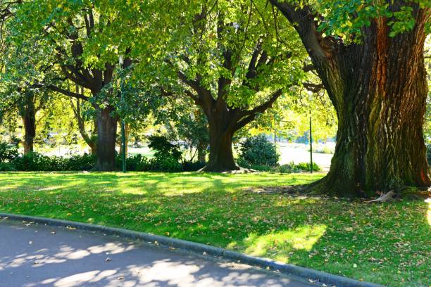 istock Beautiful nature in the garden and forest 1155398110