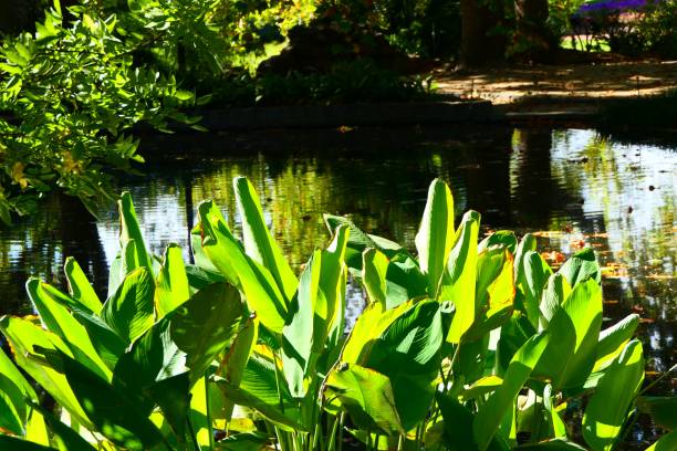 istock Beautiful nature in the garden and forest 1155398334