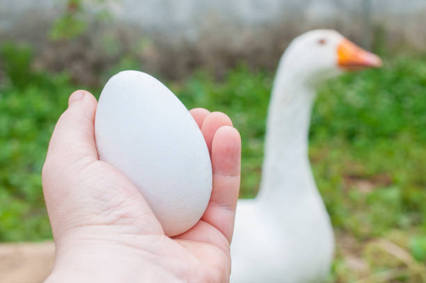Man holds a big egg in front of a goose. A goose egg is equivalent to about three chicken eggs