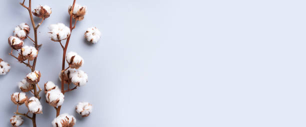 istock Cotton flower branch on grey background with copy space. Top view. Flat lay. Flowers composition. Cozy winter and organic lifestyle concept. Banner 1155398555