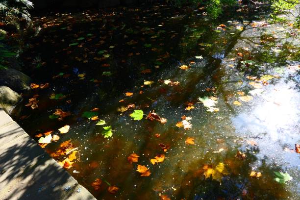 istock Beautiful nature in the garden and forest 1155398565