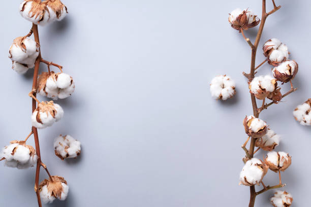 istock Cotton flower branch on grey background with copy space. Top view. Flat lay. Flowers composition. Cozy winter and organic lifestyle concept. Banner 1155398574