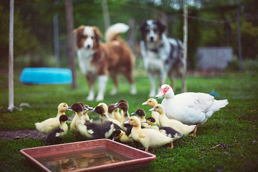 Mother duck with baby ducks in the protected outdoor enclosure, while the dogs watching