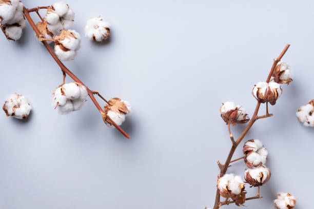 istock Cotton flower branch on grey background with copy space. Top view. Flat lay. Flowers composition. Cozy winter and organic lifestyle concept. Banner 1155398634