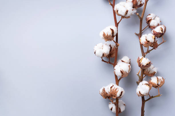 istock Cotton flower branch on grey background with copy space. Top view. Flat lay. Flowers composition. Cozy winter and organic lifestyle concept. Banner 1155398644