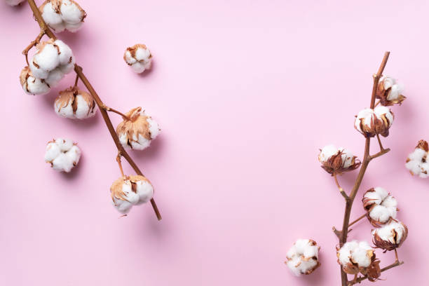 Cotton flower branch on pink background with copy space. Top view. Flat lay. Flowers composition. Cozy winter and organic lifestyle concept. Banner