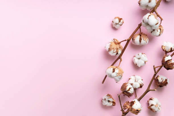 istock Cotton flower branch on pink background with copy space. Top view. Flat lay. Flowers composition. Cozy winter and organic lifestyle concept. Banner 1155398689