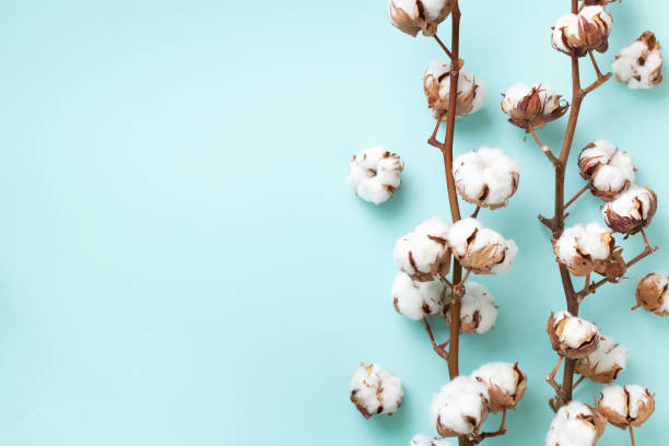 istock Cotton flower branch on blue background with copy space. Top view. Flat lay. Flowers composition. Cozy winter and organic lifestyle concept. Banner 1155398693
