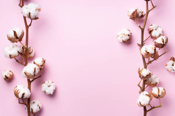 istock Cotton flower branch on pink background with copy space. Top view. Flat lay. Flowers composition. Cozy winter and organic lifestyle concept. Banner 1155398702