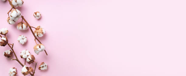 istock Cotton flower branch on pink background with copy space. Top view. Flat lay. Flowers composition. Cozy winter and organic lifestyle concept. Banner 1155398705