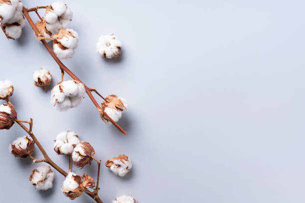 istock Cotton flower branch on grey background with copy space. Top view. Flat lay. Flowers composition. Cozy winter and organic lifestyle concept. Banner 1155398712