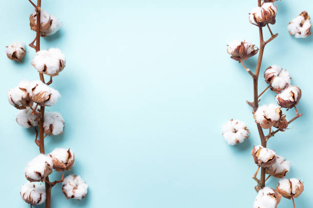 istock Cotton flower branch on blue background with copy space. Top view. Flat lay. Flowers composition. Cozy winter and organic lifestyle concept. Banner 1155398721