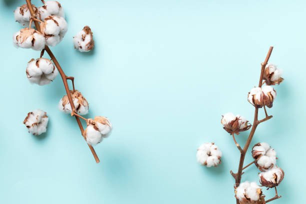 istock Cotton flower branch on blue background with copy space. Top view. Flat lay. Flowers composition. Cozy winter and organic lifestyle concept. Banner 1155398723