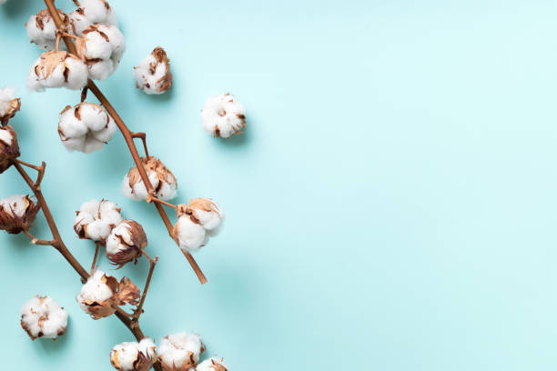 istock Cotton flower branch on blue background with copy space. Top view. Flat lay. Flowers composition. Cozy winter and organic lifestyle concept. Banner 1155398731