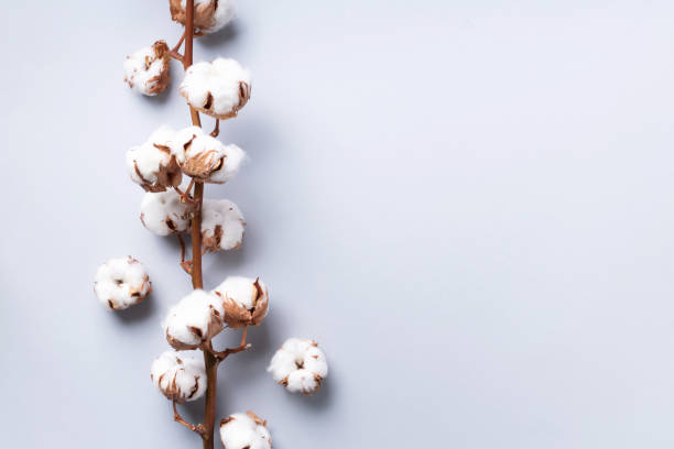Cotton flower branch on grey background with copy space. Top view. Flat lay. Flowers composition. Cozy winter and organic lifestyle concept. Banner
