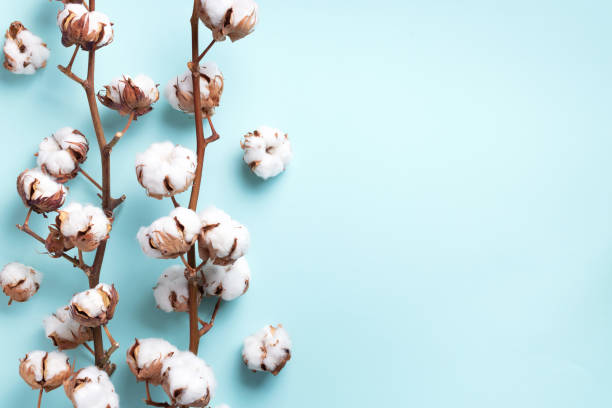 istock Cotton flower branch on blue background with copy space. Top view. Flat lay. Flowers composition. Cozy winter and organic lifestyle concept. Banner 1155399327