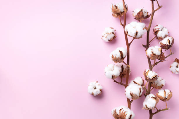 istock Cotton flower branch on pink background with copy space. Top view. Flat lay. Flowers composition. Cozy winter and organic lifestyle concept. Banner 1155399331