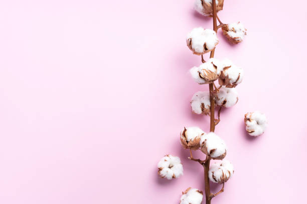 istock Cotton flower branch on pink background with copy space. Top view. Flat lay. Flowers composition. Cozy winter and organic lifestyle concept. Banner 1155399490