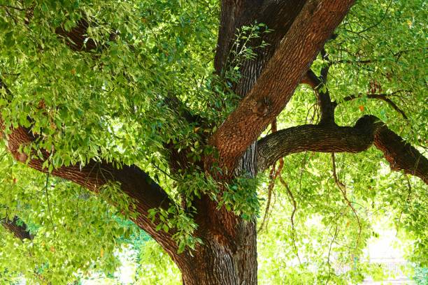 istock Beautiful nature in the garden and forest 1155399811