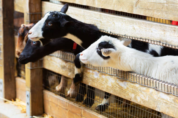 istock Goats on a farm near fence 1155399954