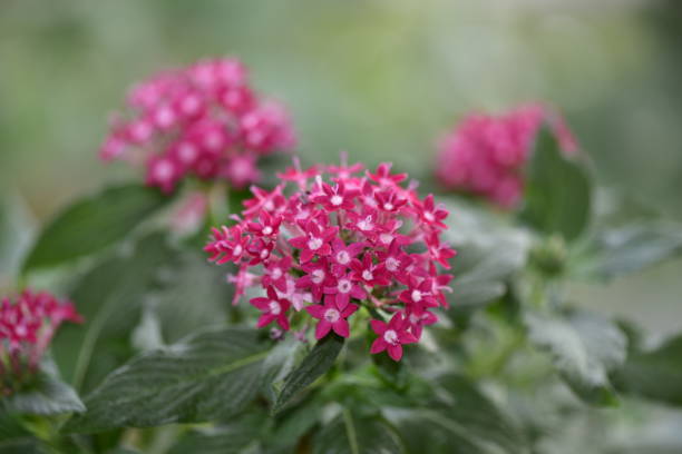 istock Pentas plant with red flowers 1155399992