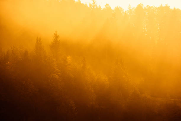 istock sunset over the woodland 1155400955