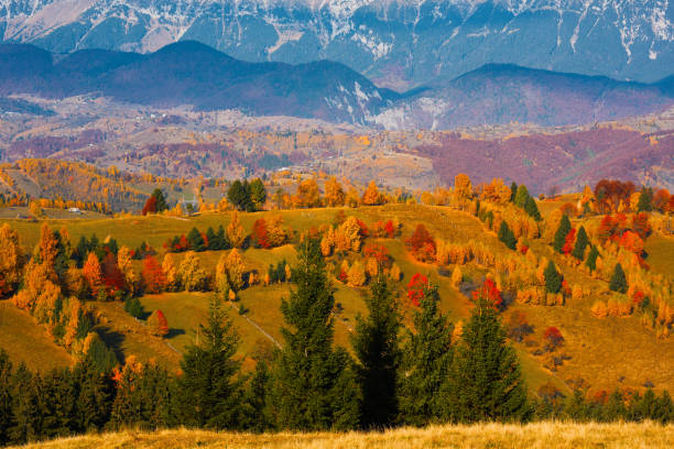 colorful trees in autumn day, nature background.