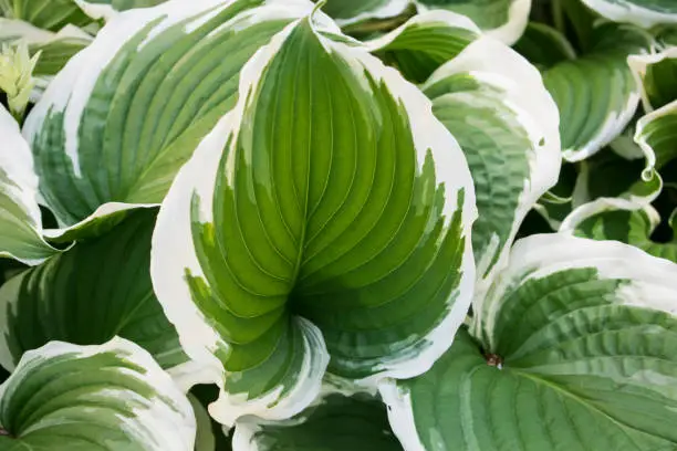 White and green plant. Close up photo of the leaves of the Hosta.