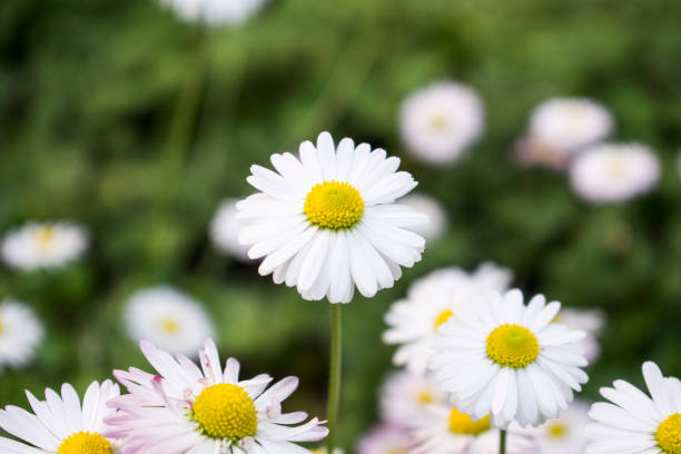 istock Summer daisies field. Bright wild white flowers on green blured background. 1155401413