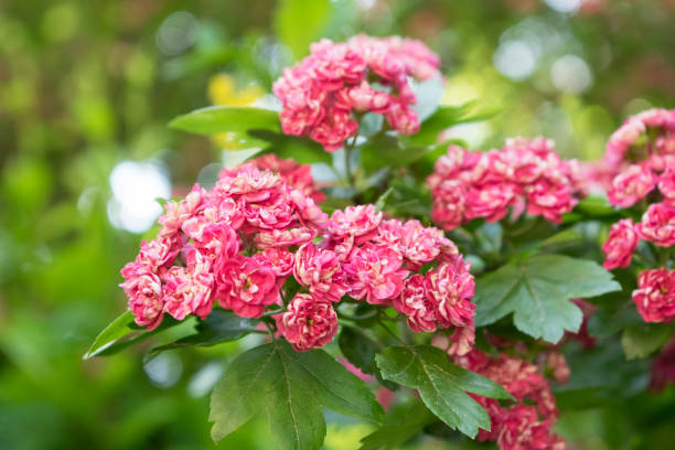 istock Beautiful small pink flowers on the tree. Blooming summer background. 1155401452