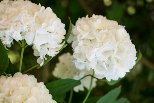 istock Beautiful white flowers on green bush. Summer bright background. 1155401483