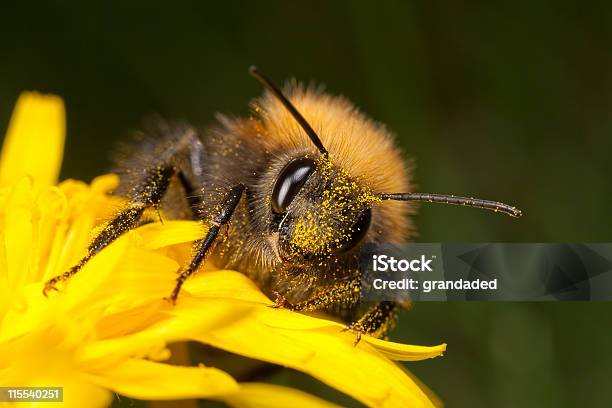 Tree Bee Bombus Hypnorum Stock Photo - Download Image Now - Bee, Bumblebee, Animal Hair