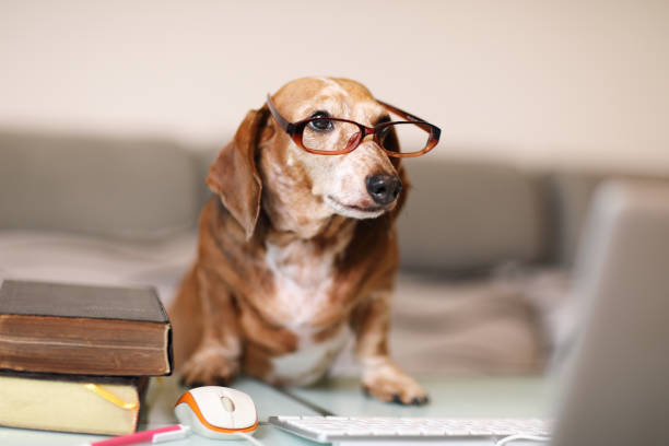 Work hard old smooth hair brown dachshund wearing presbyopic glasses is working hard dog ate my homework stock pictures, royalty-free photos & images