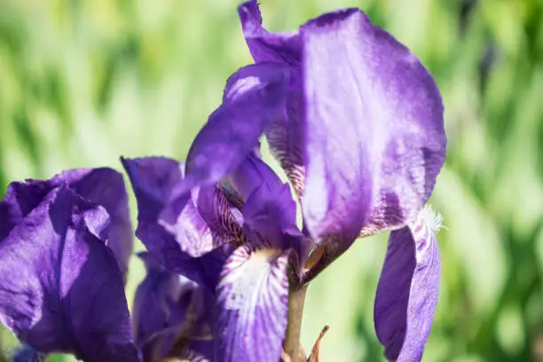 Colorful violet iris flower close up photo