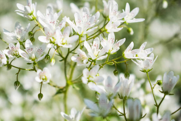 istock Small white flowers field close up photo. 1155407528