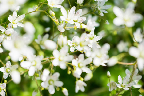 istock Small white flowers field close up photo. 1155407559