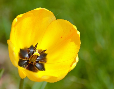 A closeup shot of fully bloomed yellow tulip flower with blurred green grass as background on a warm sunny Spring day