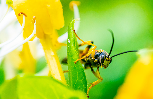 An extreme close-up macro shot of a wasp beetle on a honeysuckle plant.