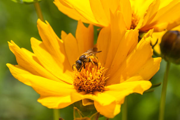 istock A bee on a blossom of coneflowers (rudbeckia) 1155412265