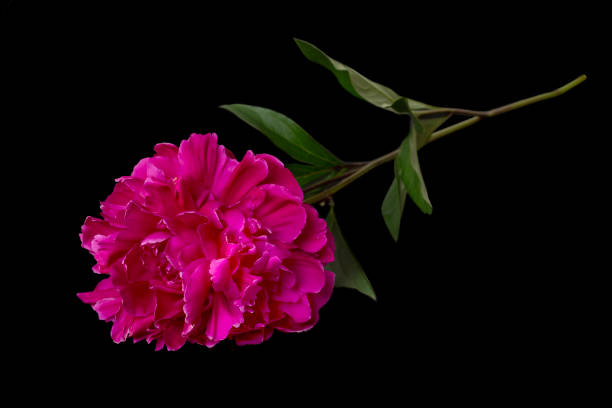 istock Single red Peony flower on black background 1155415250