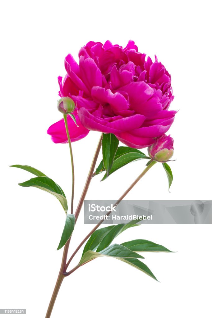 Flor Única De Peonía Roja Aislada En Fondo Blanco Foto de stock y más banco de imágenes de Peonía - Peonía, Fondo blanco, Rosa - Color - iStock Flor Única De Peonía Roja Aislada En Fondo Blanco Foto de stock y más banco de imágenes de Peonía - Peonía, Fondo blanco, Rosa - Color - iStock