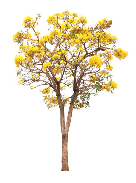 istock isolated tabebuia golden yellow flower blossom tree on white background 1155415344