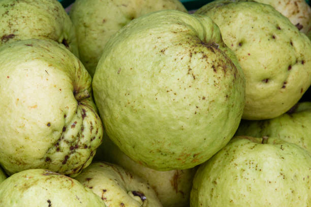 istock Bunch of green guavas 1155415850