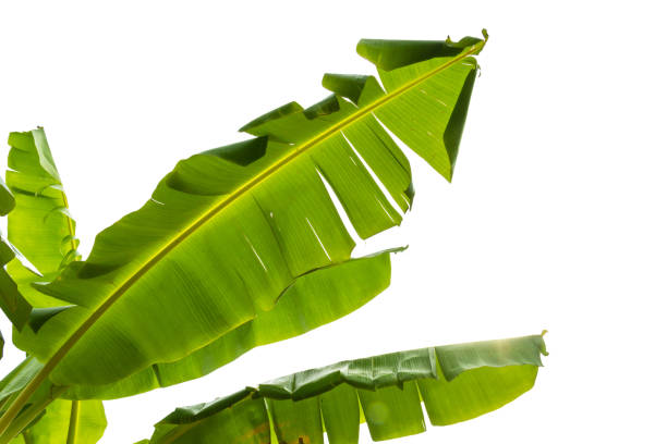 istock Banana leaves on white background 1155416567