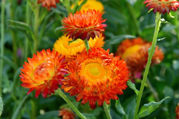 istock Strawflower / Helichrysum bracteatum 1155416779
