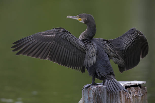 istock A great cormorant (Phalacrocorax carbo) perched on a metal pole drying its feathers in the sun and wind. 1155417279