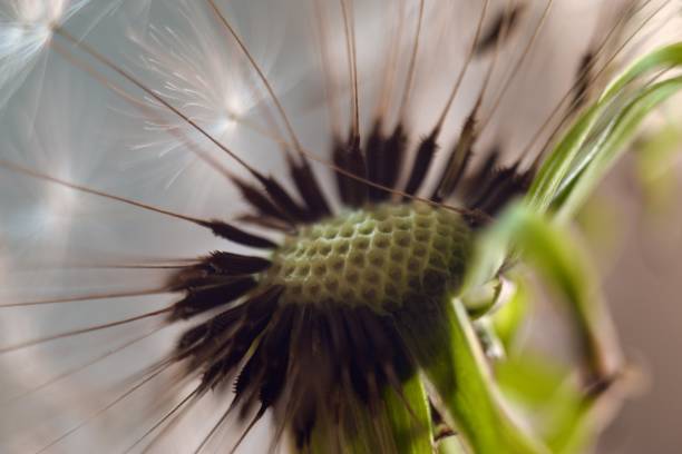 istock Dandelion.  Dandelion seeds close up. Soft focus 1155417405